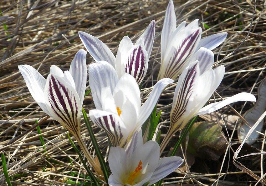  сітчастий (Crocus reticulatus).